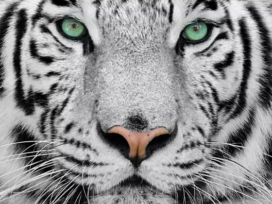 A Practical Guide to Focus