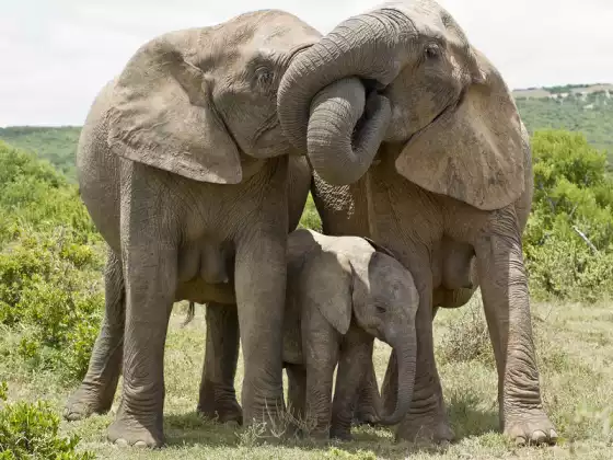 Familial Love