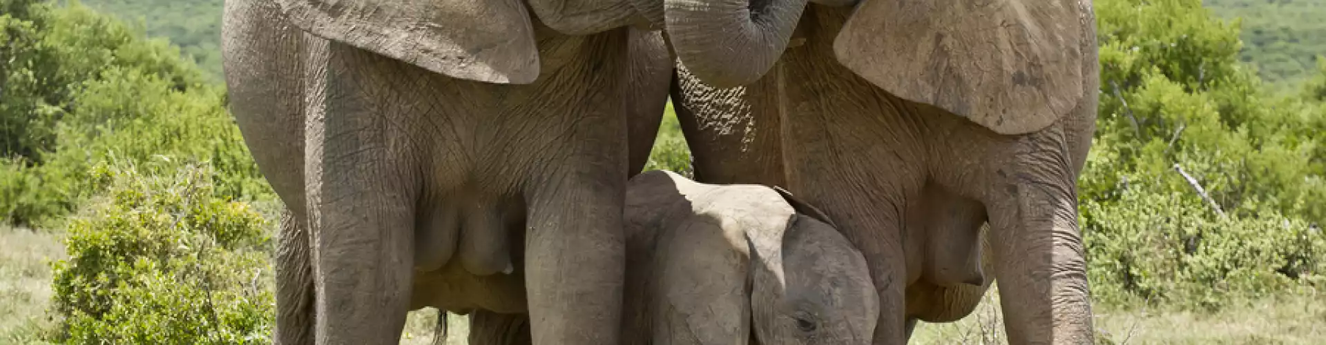 Familial Love - Online Class by Danielle Gibbons