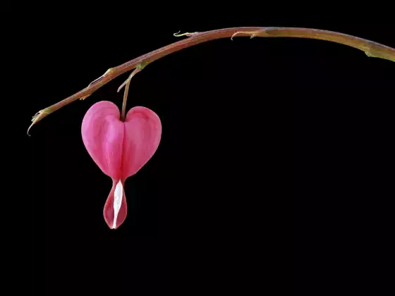"From Pain to Joy" - How to heal any relationship, past or present.