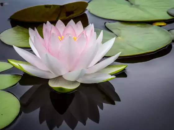 Méditation Reiki : Vous êtes entier, parfait et complet
