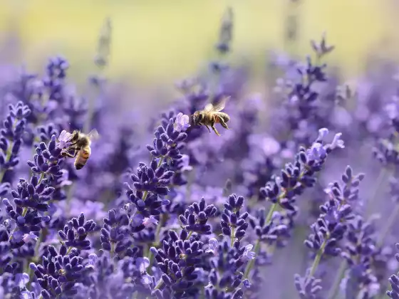 Le jardin du pardon : un voyage de méditation Reiki Holy Fire®