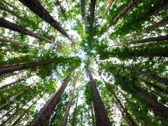Sanación Energética para tu Chakra Tierra y Raíz