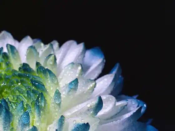 Glándula Pineal y Activación del ADN