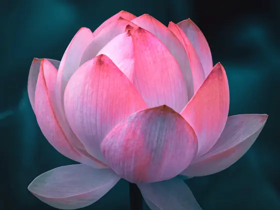 Akhir Pekan Mastership Reiki
